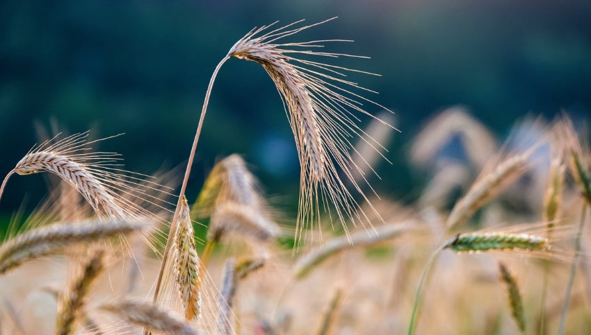 Refined Rye The time is rye: why rich, spicy ryes should be at the forefront of yo ...